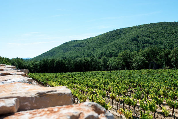 Saint Baillon Cotes du Provence